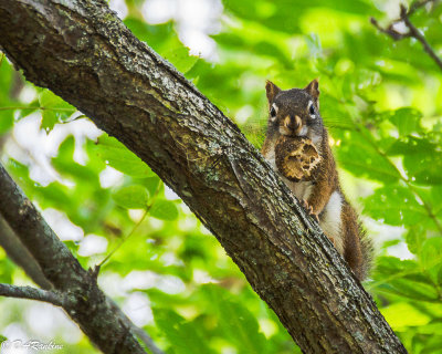 The Goodness of Black Walnut  III