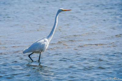 Egret at Rouge Beach Park