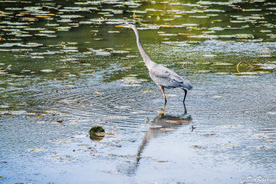 Blue Heron and Ripples