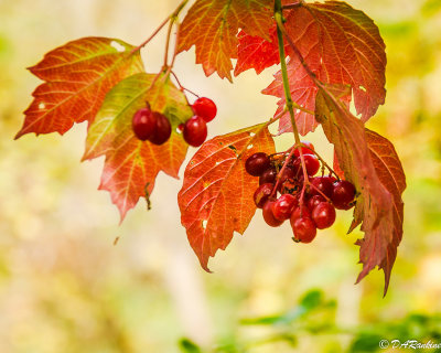 Wild Highbush Cranberries