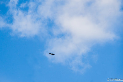 Hawk and Clouds