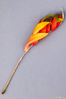 Staghorn Sumac