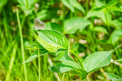 Spring Azure Butterfly