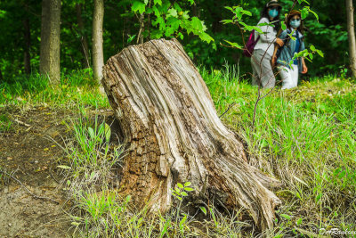 Curiosity and the Tree Stump