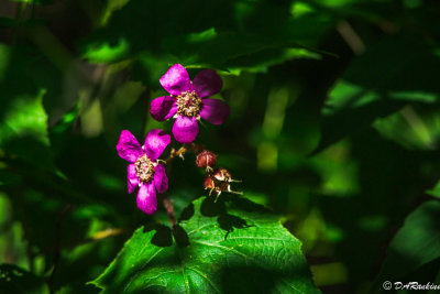 Purple Fragrant Raspberry