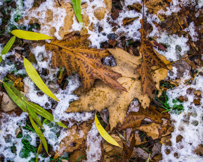 Oak Leaves and Snow