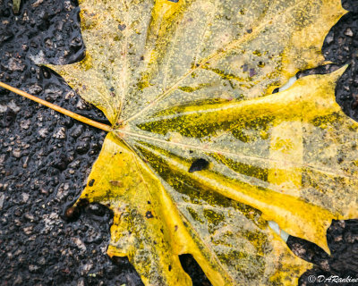 Maple and Willow Leaves