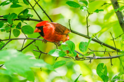 The Curious Cardinal