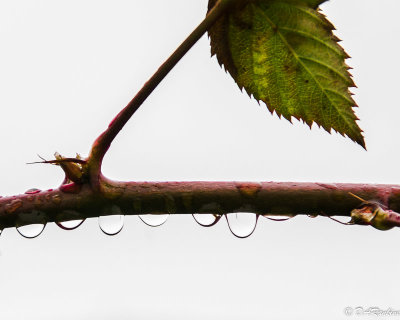 Droplets on Blackberry Bush