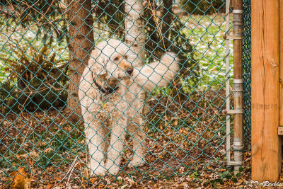 Dog By the Fence