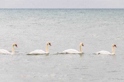 Swans In a Row
