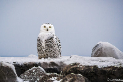 Snowy Owl on Breakwater II