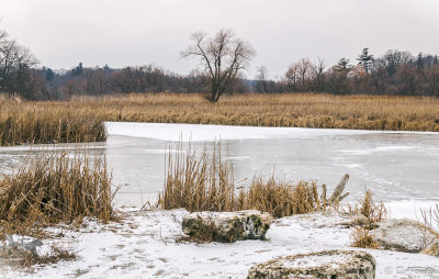 Tree On the Marsh