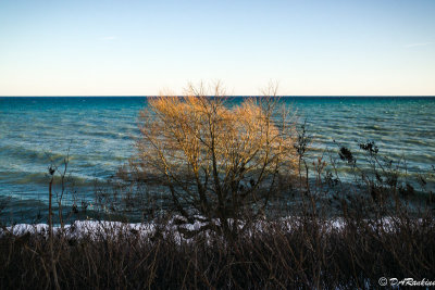 Sunlight In the Tree