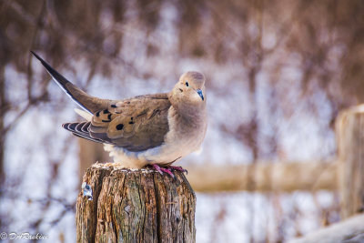 Mourning Dove in Winter I