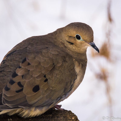 Mourning Dove in Winter III