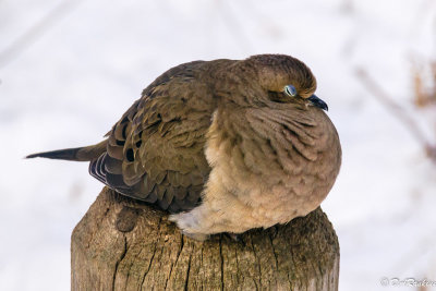 Mourning Dove in Winter II