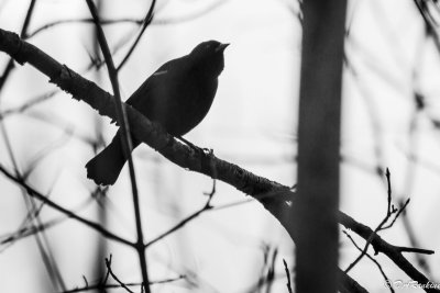 Redwing Blackbird in Silhouette II