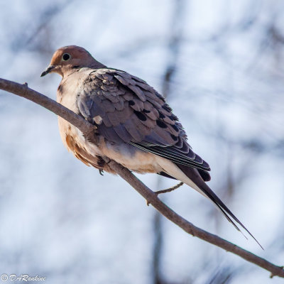 Mourning Dove in Winter IV