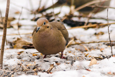 Mourning Dove in Winter II