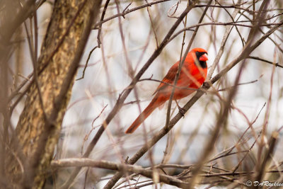 Cardinal In the Thicket I