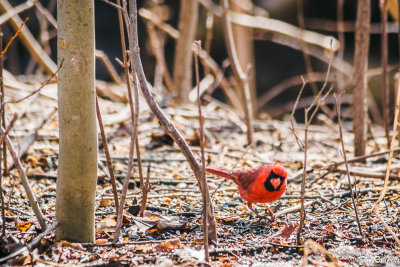 Feeding Cardinal 