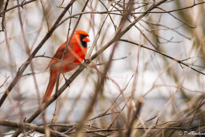 Cardinal In the Thicket II