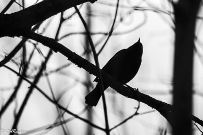 Redwing Blackbird in Silhouette III