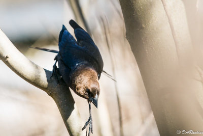 Cowbird passing through III