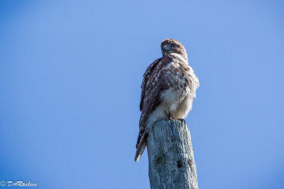 Young Red-tail Hawk