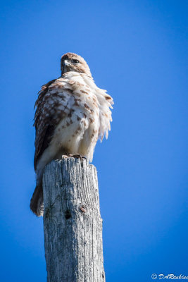 Young Red-tail Hawk