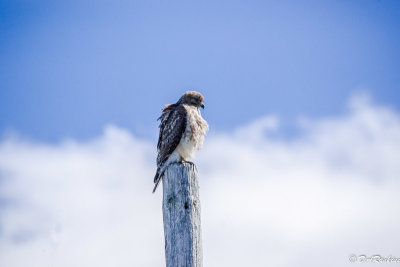 Young Red-tail Hawk