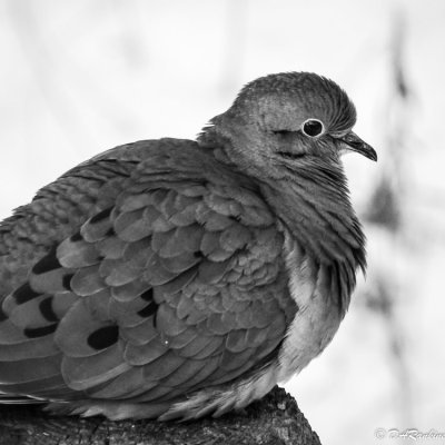 Mourning Dove in Winter VII