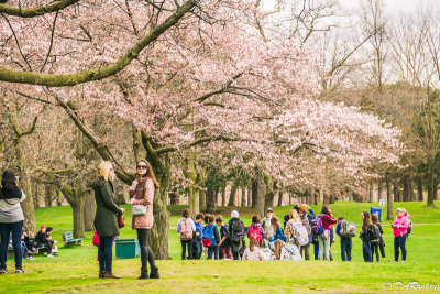 Viewing Sakura Cherry Blooms I