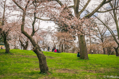 Viewing Sakura Cherry Blooms III