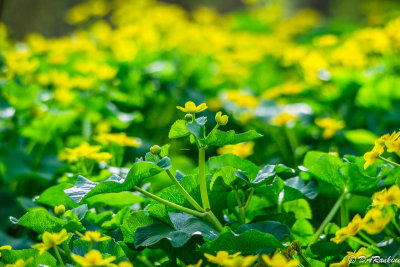 Marsh Marigold By the Creek II