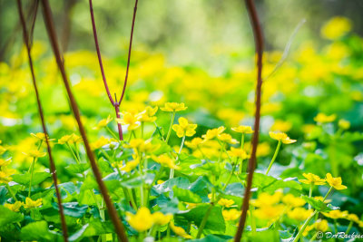 Marsh Marigold By the Creek III