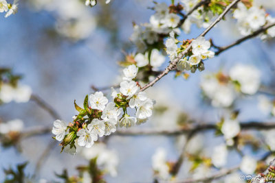 Cherry Blossoms in the Park III