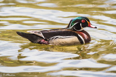 Wood Duck II