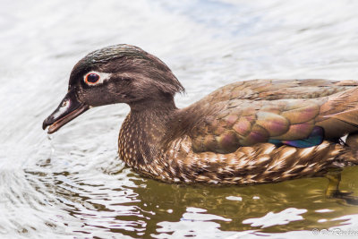 Wood Duck III