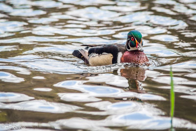 Wood Duck