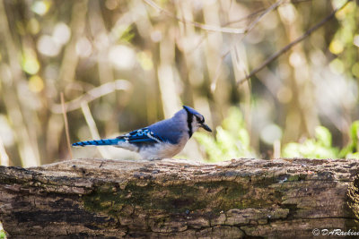 Blue Jay