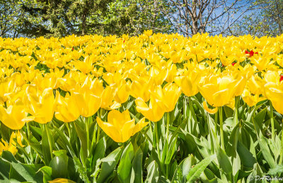 Tulips at Noon I