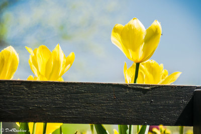 Tulips at Noon II