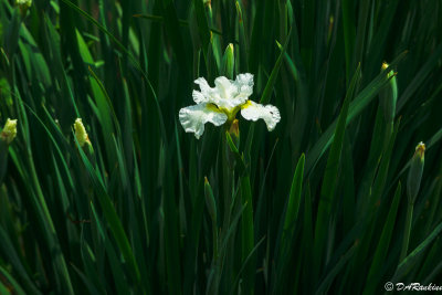 Iris In White