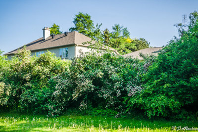 House at the edge of the park