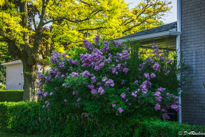 Lilacs in Bloom