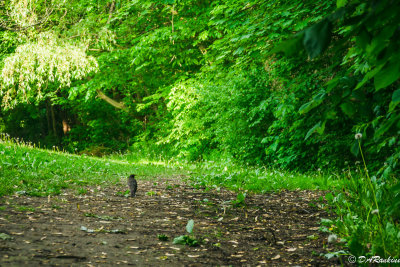 Robin On the Path