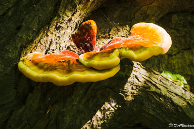 Fungus On Fallen Tree