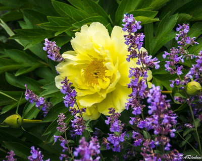 Peony and Catmint
